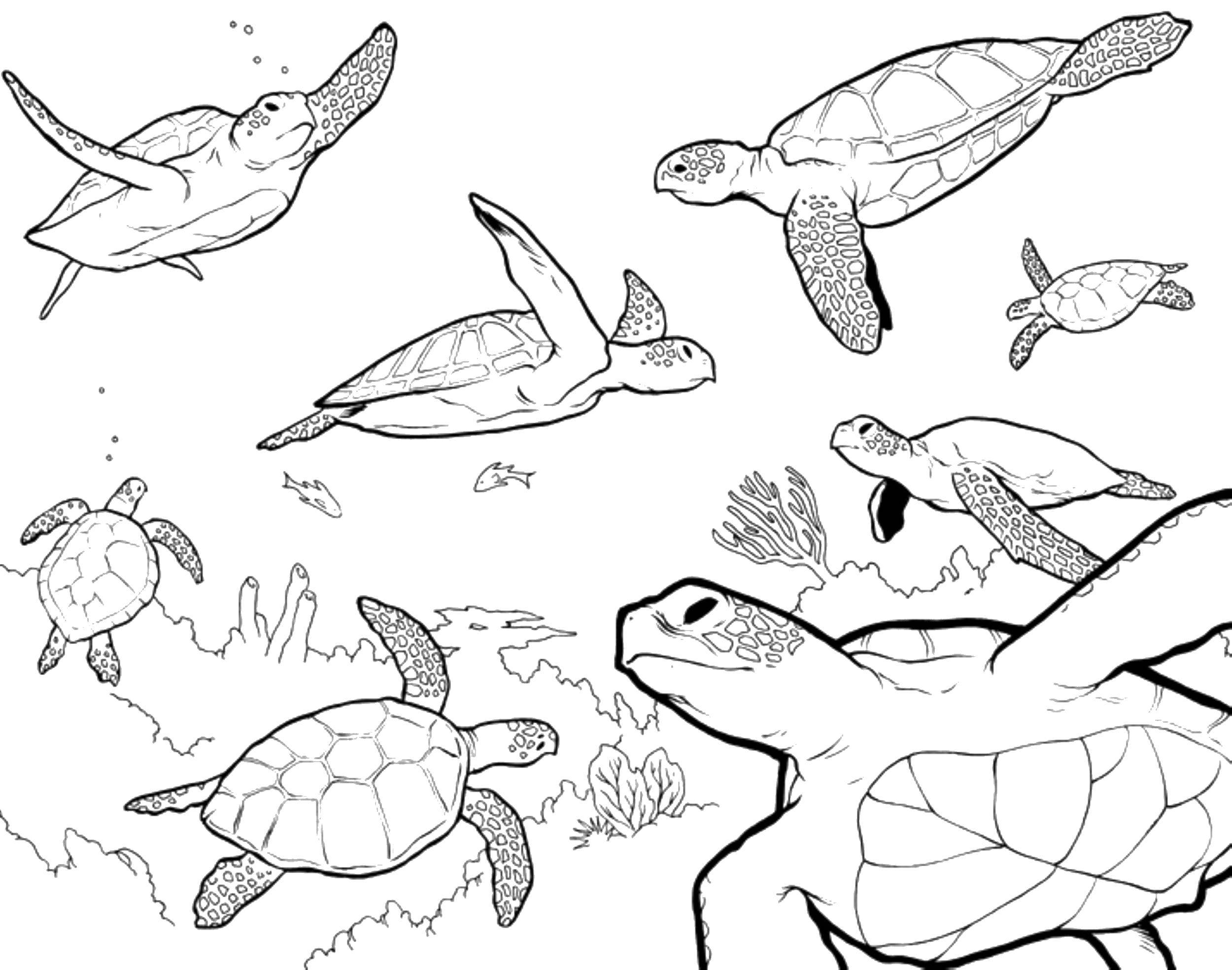 Раскраски черепаха  Множество морских черепах