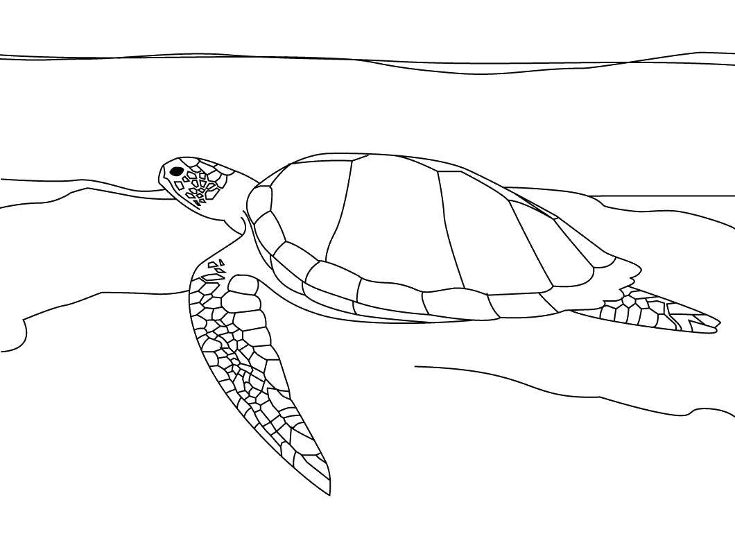 Раскраски черепаха  Морская черепашка плавает в воде
