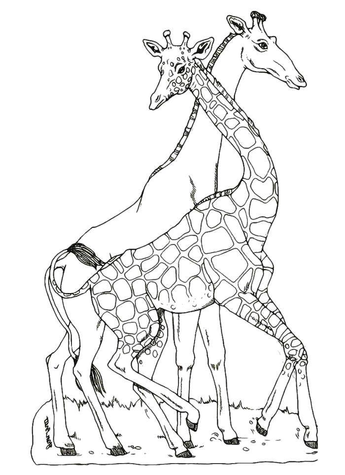 Раскраски жираф  Семья жирафов