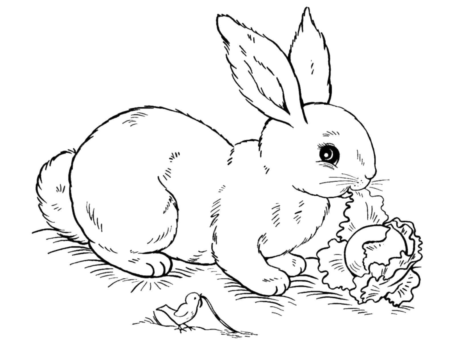 Раскраски зайцы, зайчиха, зайчонок  Заяц ест капусту