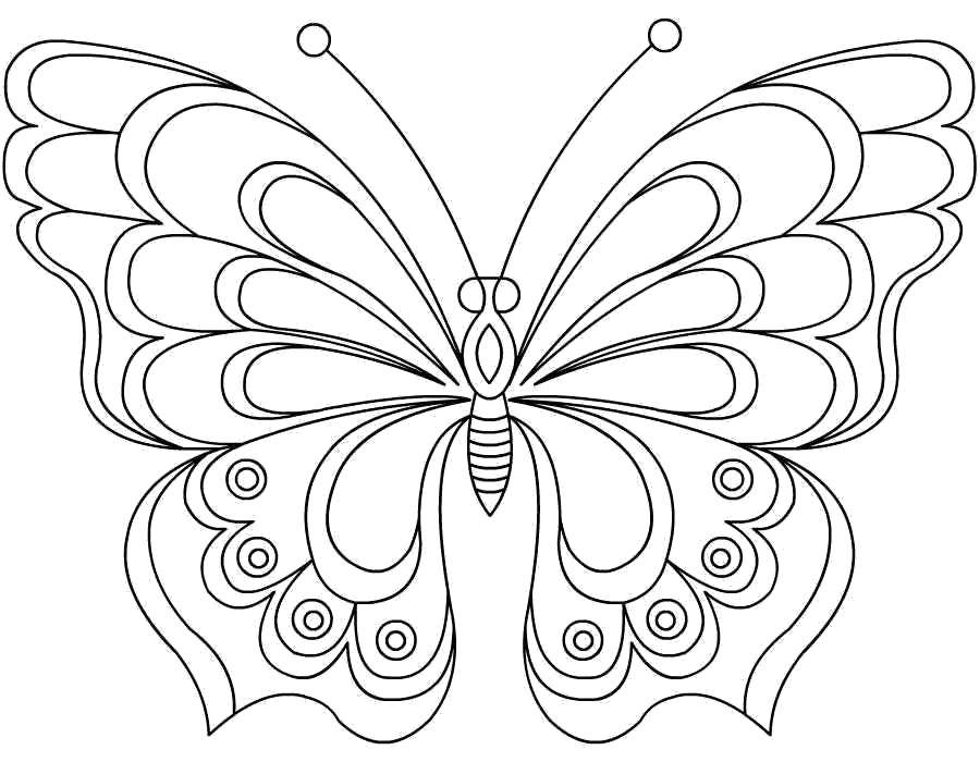   Бабочка с красивыми крылышками