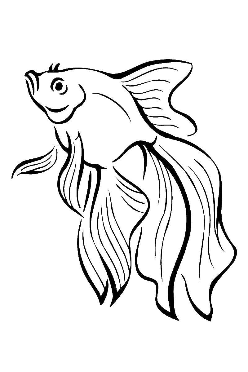  Золотая рыбка