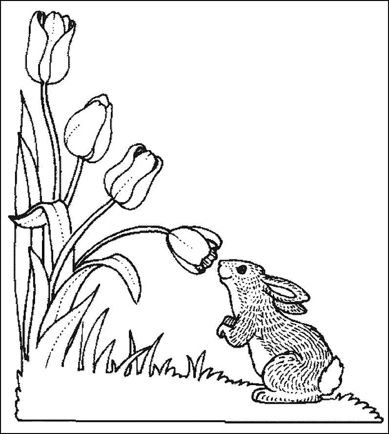 Раскраски зайчата и зайцы  Зайчик и тюльпаны
