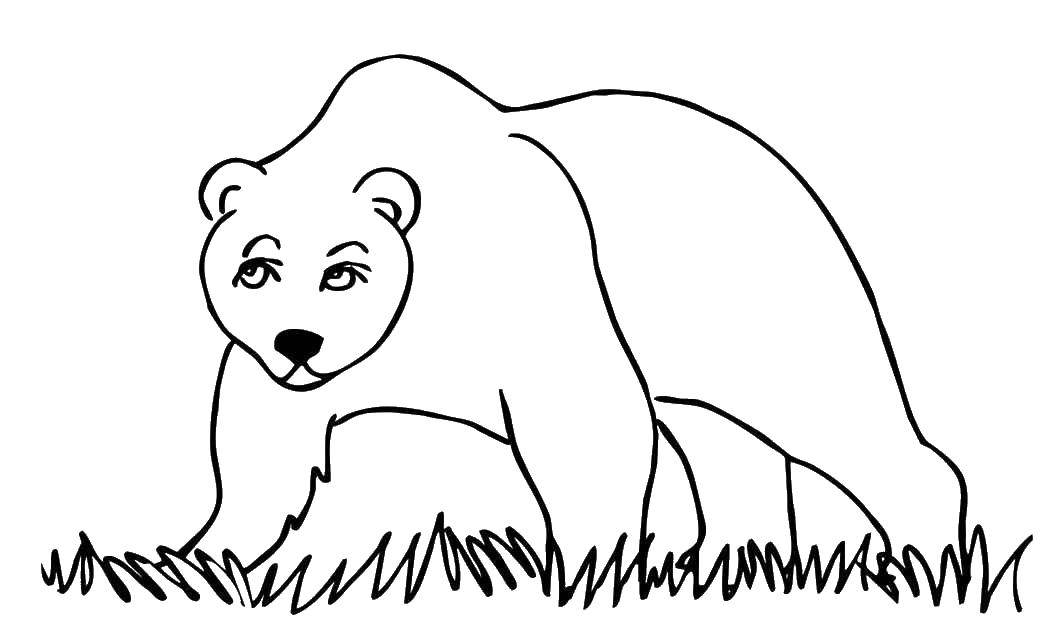 Раскраски медведь, медведица, медвежонок  Медведица