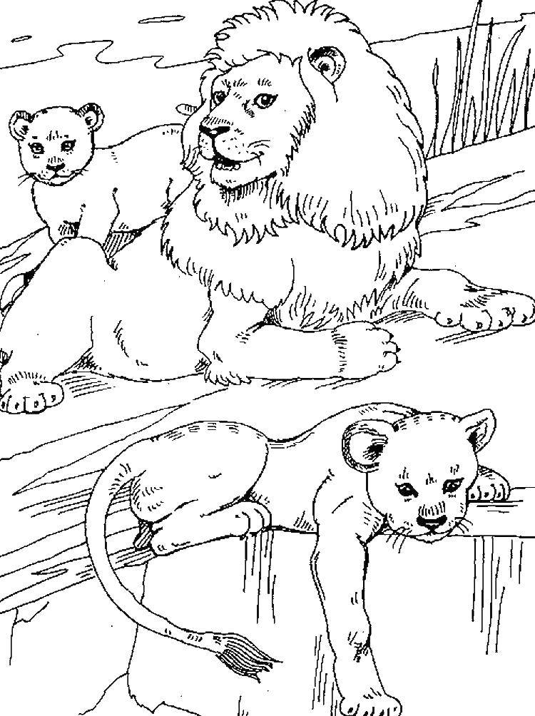 Раскраски львицы и львята  Семья львов