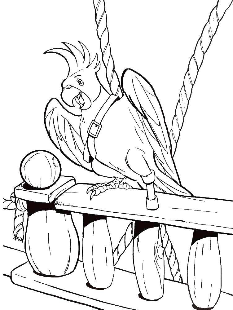 Раскраска попугай  Попугай пиратов