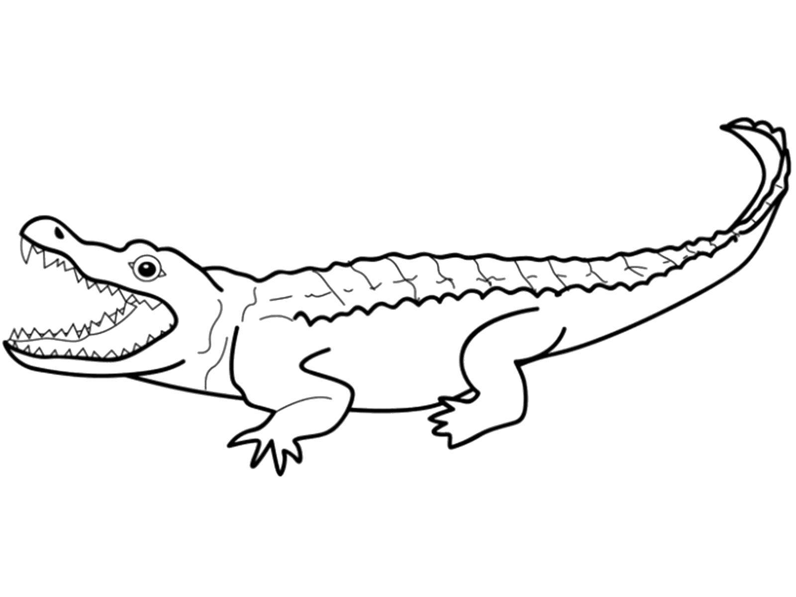 Раскраски из категории Крокодил