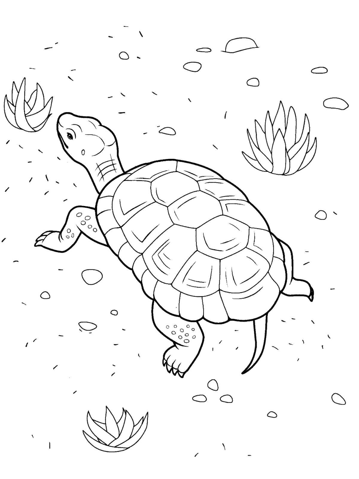 Раскраски черепаха  Черепаха