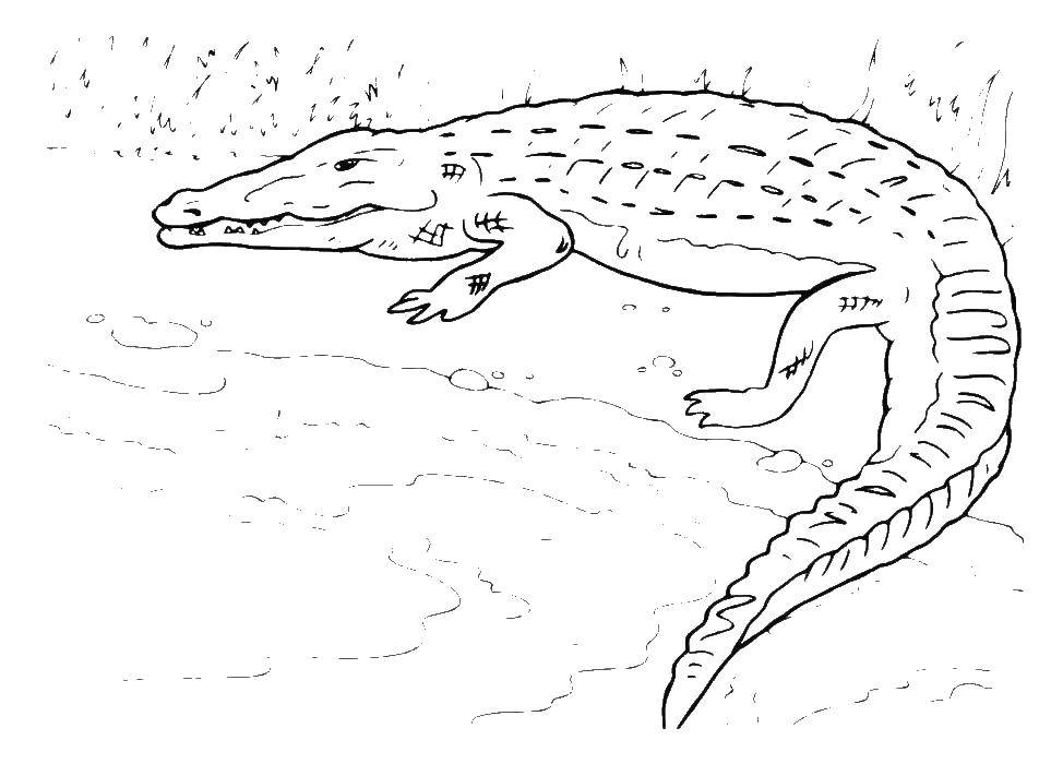 Раскраски крокодил  Крокодил возле воды