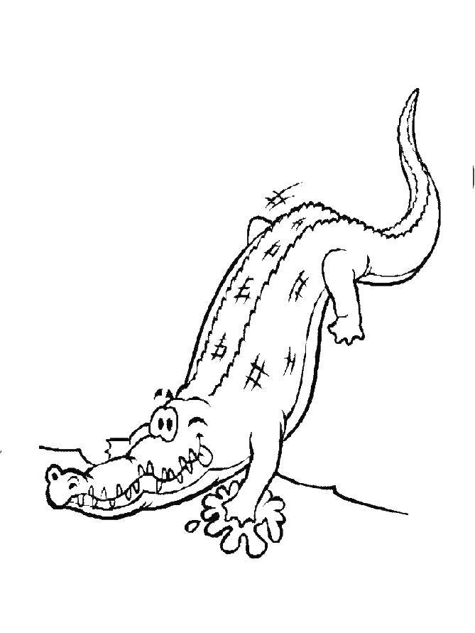 Раскраски крокодил  Крокодильчик
