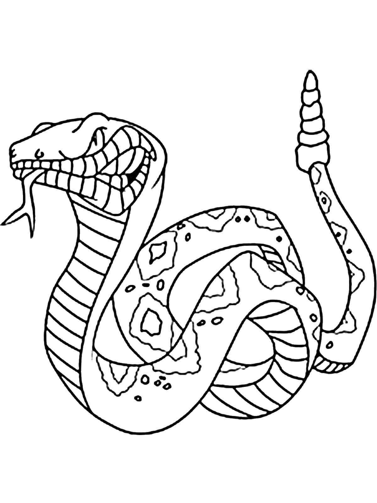 Раскраски змея  Змея - трещотка