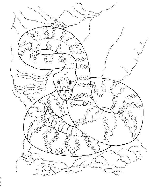 Раскраски змея  Змея - трещотка