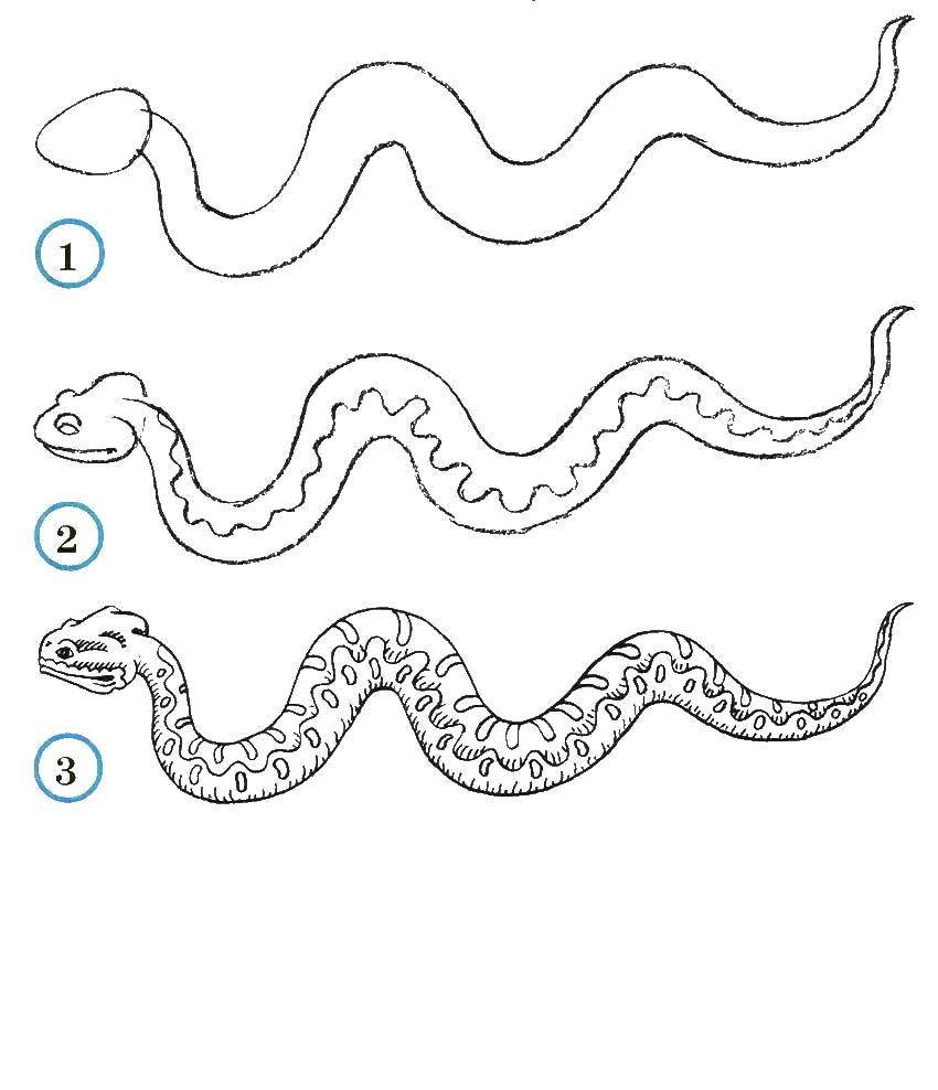 Раскраски змея  Учимся рисовать змею