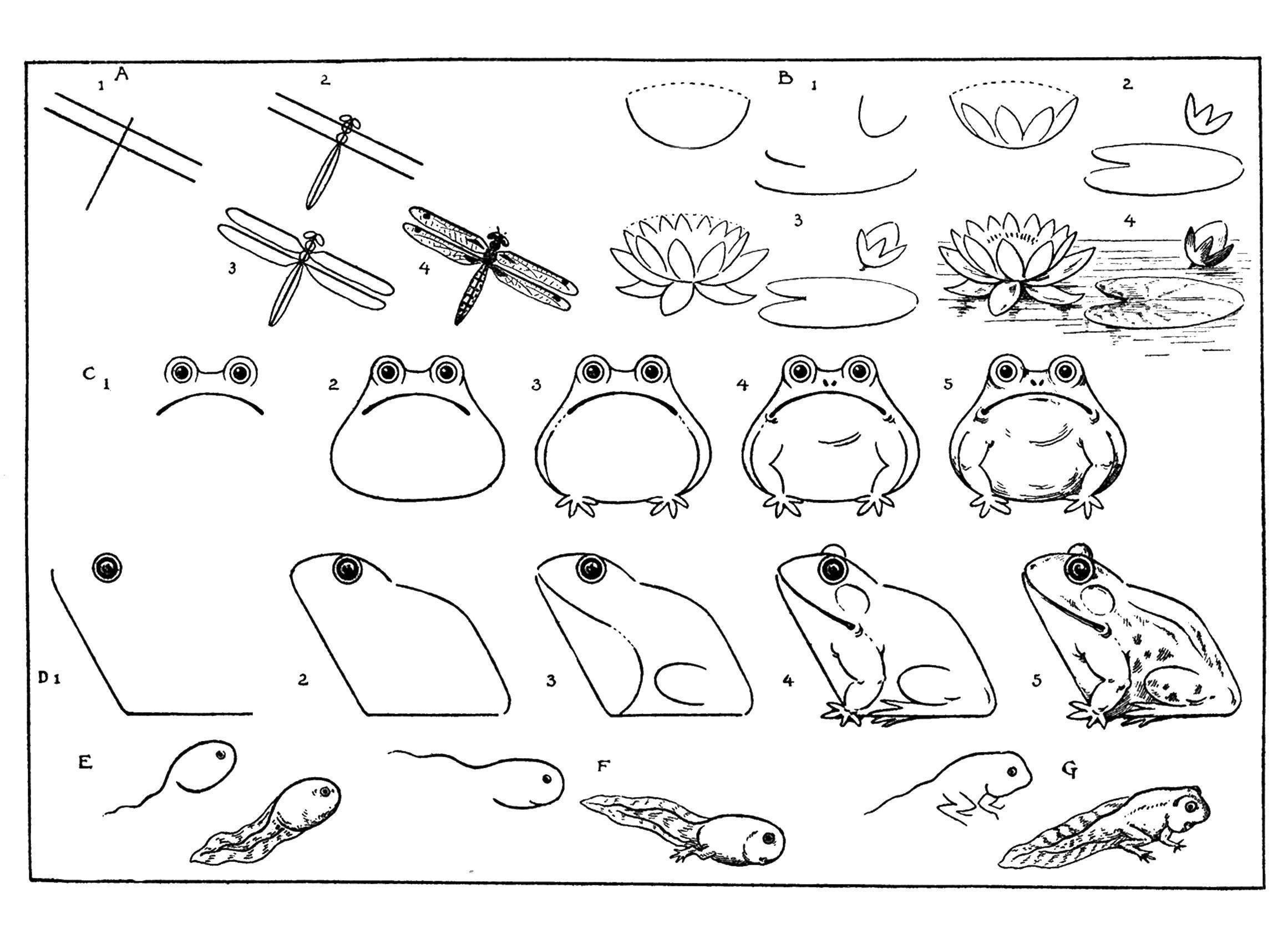 Раскраски лягушки, жабы  Поэтапно рисуем лягушку