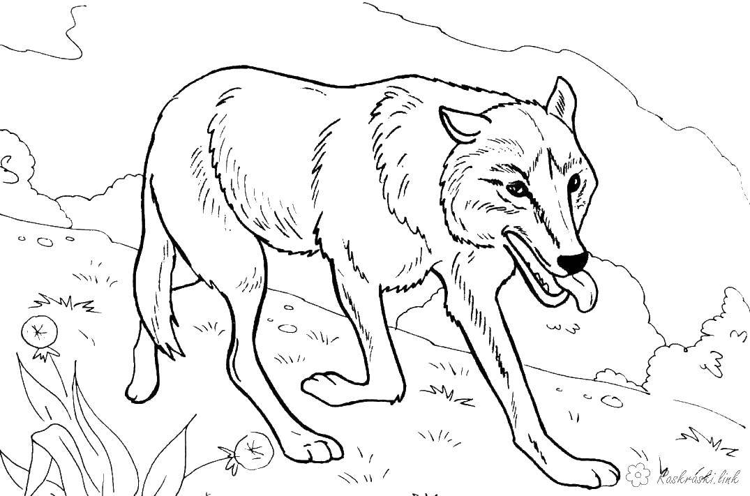 Раскраска волк  Волк