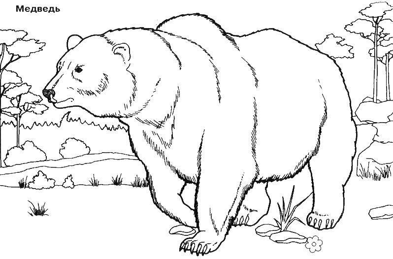 Раскраски медведь, медведица, медвежонок  Медведь