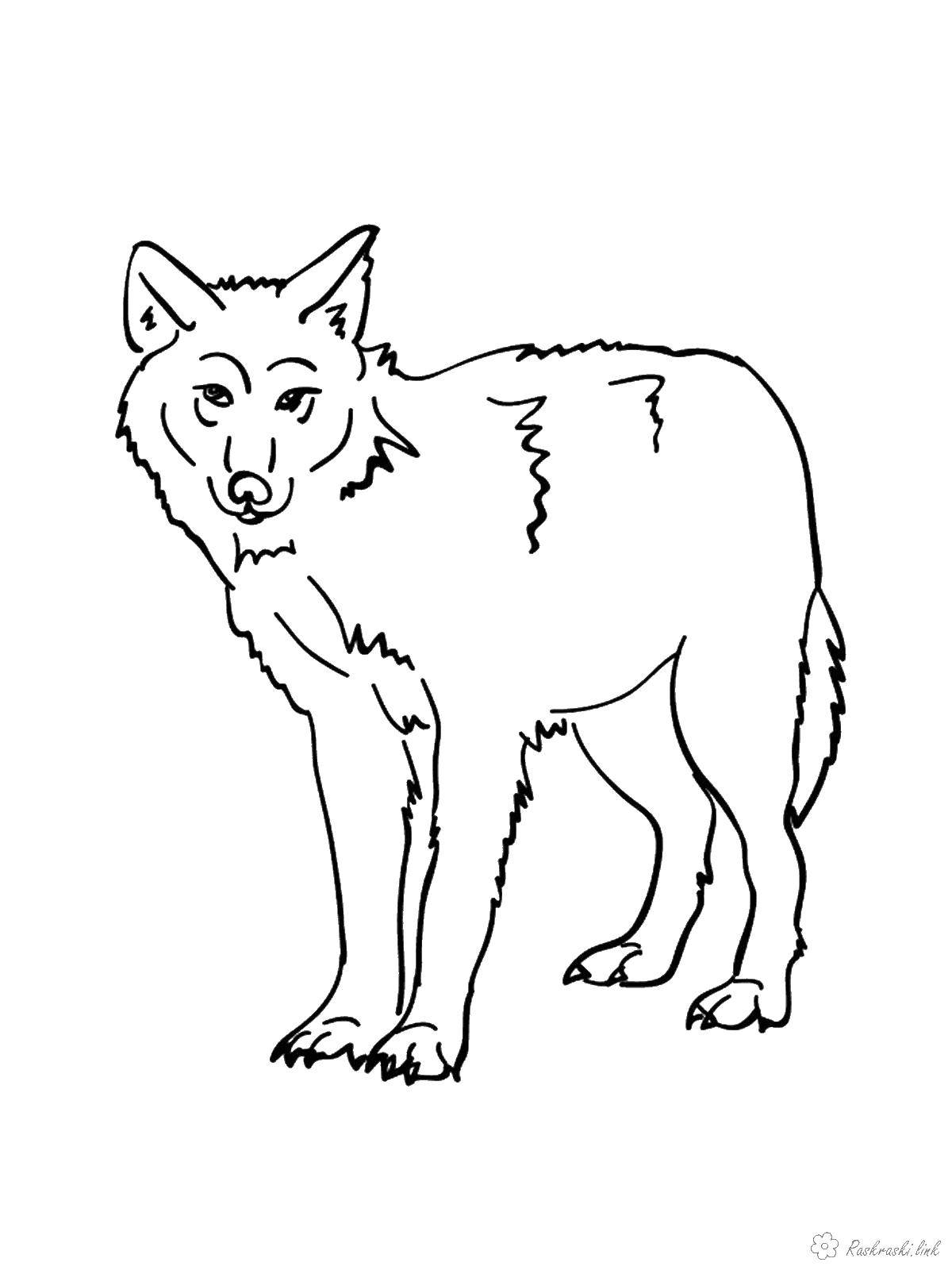 Раскраска волк  Волк