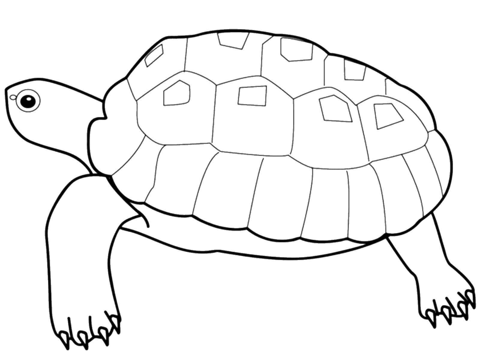 Раскраски черепаха  Большая черепаха