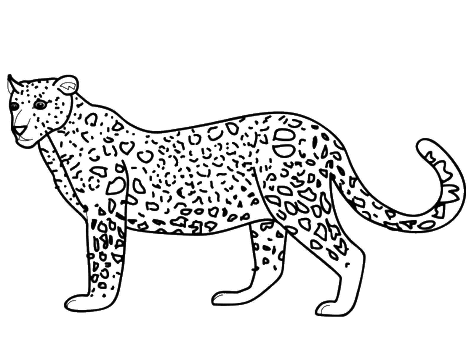 Раскраски леопард  Пятнистый леопард