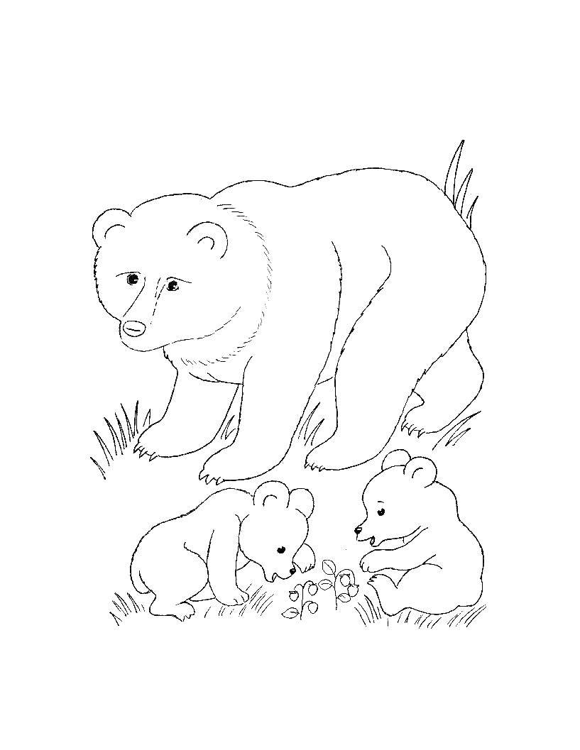 Раскраски медведь, медведица, медвежонок  Медведи