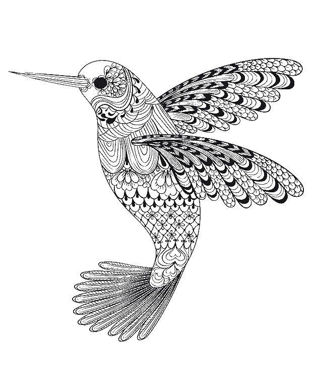   Узорная колибри