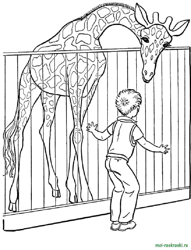 Раскраски жираф  Жираф к зоопарке