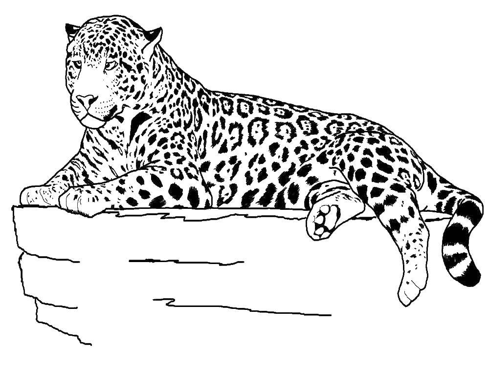 Раскраски леопард  Пятнистый леопард