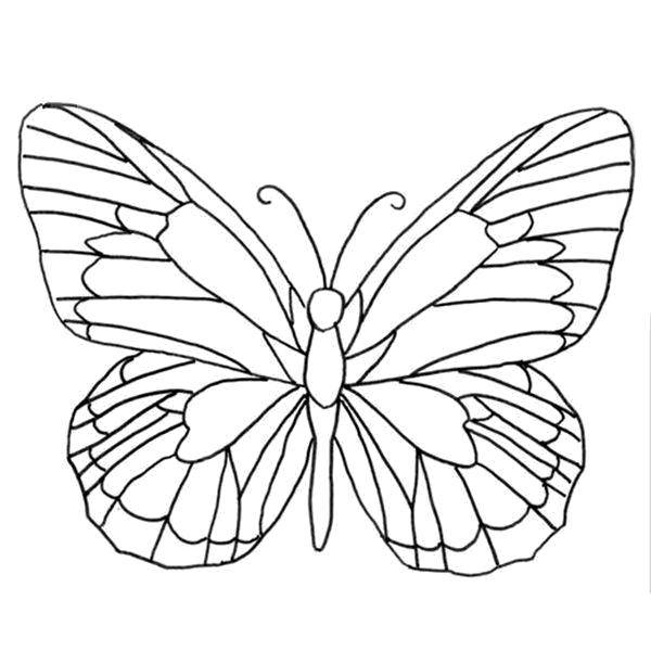   Разукрась крылья бабочки