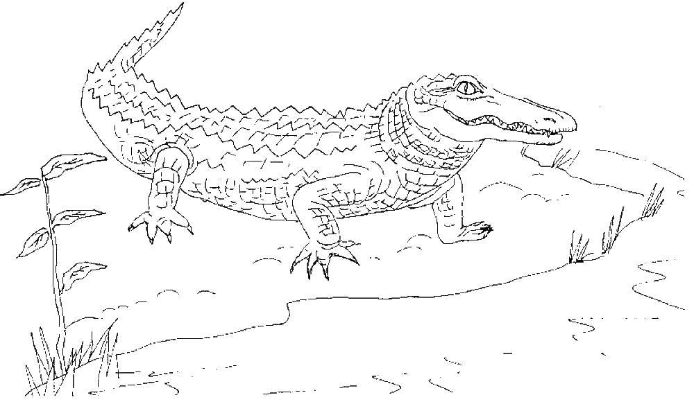 Раскраски крокодил  Крокодил