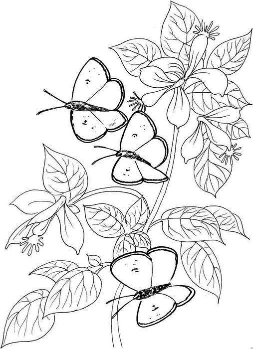   Бабочки на листьях