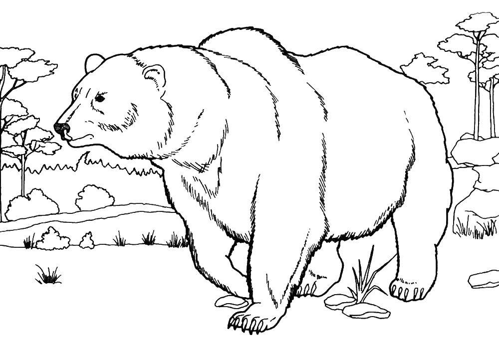 Раскраски медведь, медведица, медвежонок  Медведь
