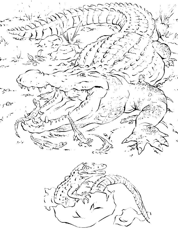 Раскраски крокодил  Крокодил
