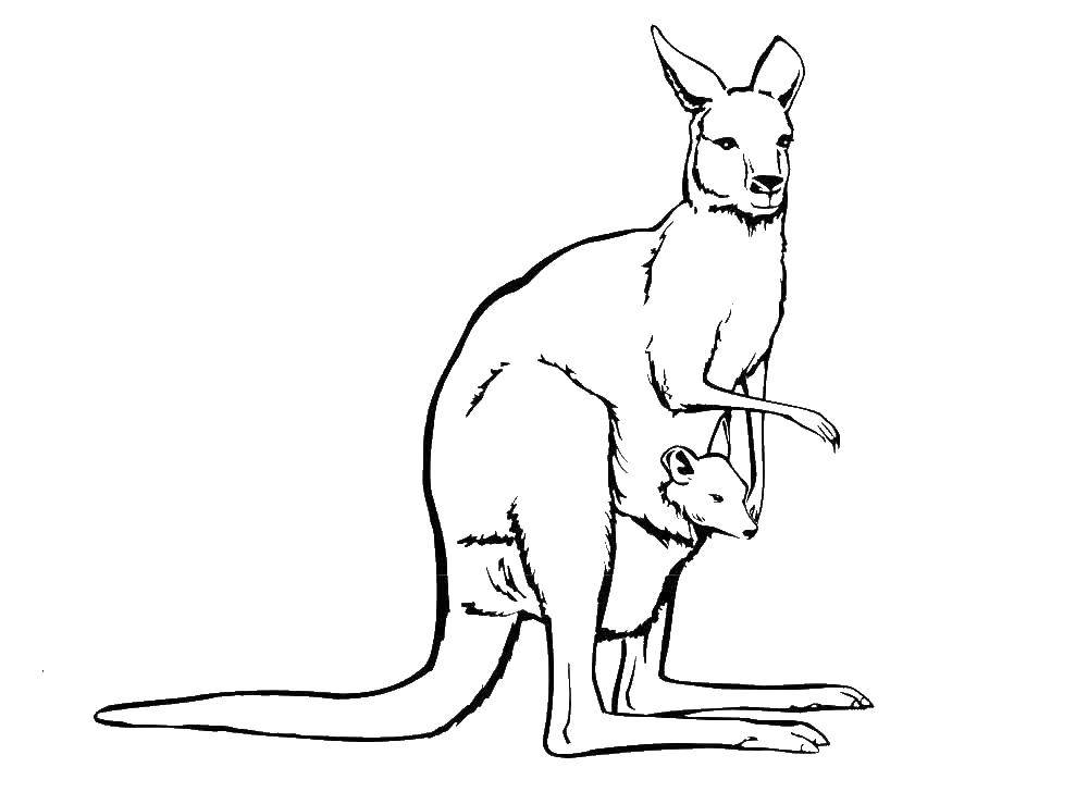 Раскраски кенгуру и кенгурята  Кенгуру