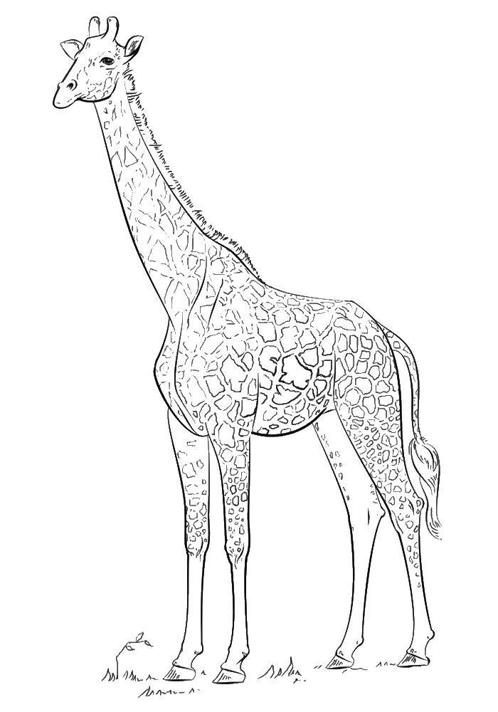 Раскраски жираф  Жираф