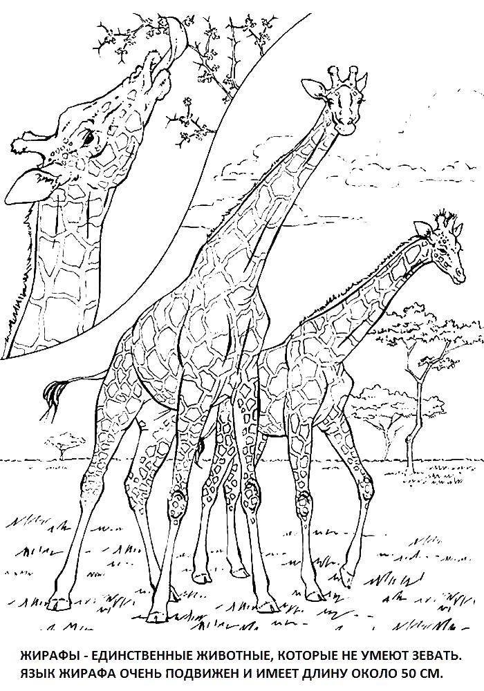 Раскраски жираф  Жирафы