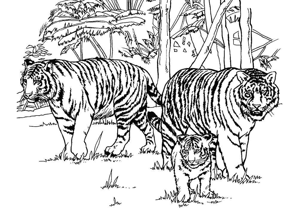   Семья тигров