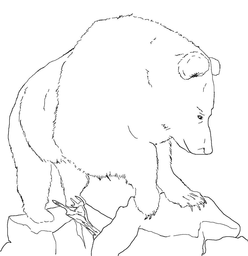 Раскраски медведь, медведица, медвежонок  Лесной медведь