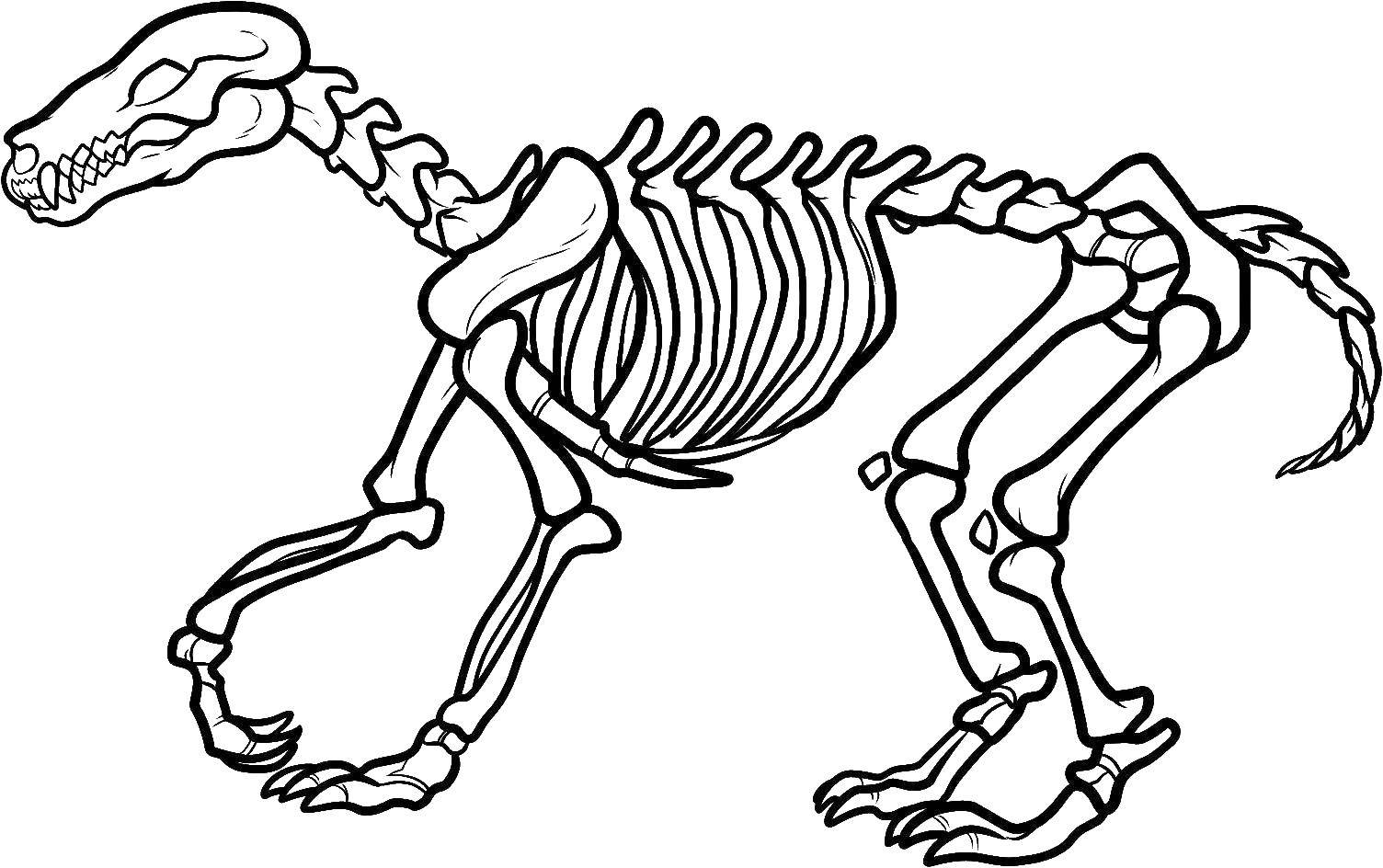   Динозавр скелет
