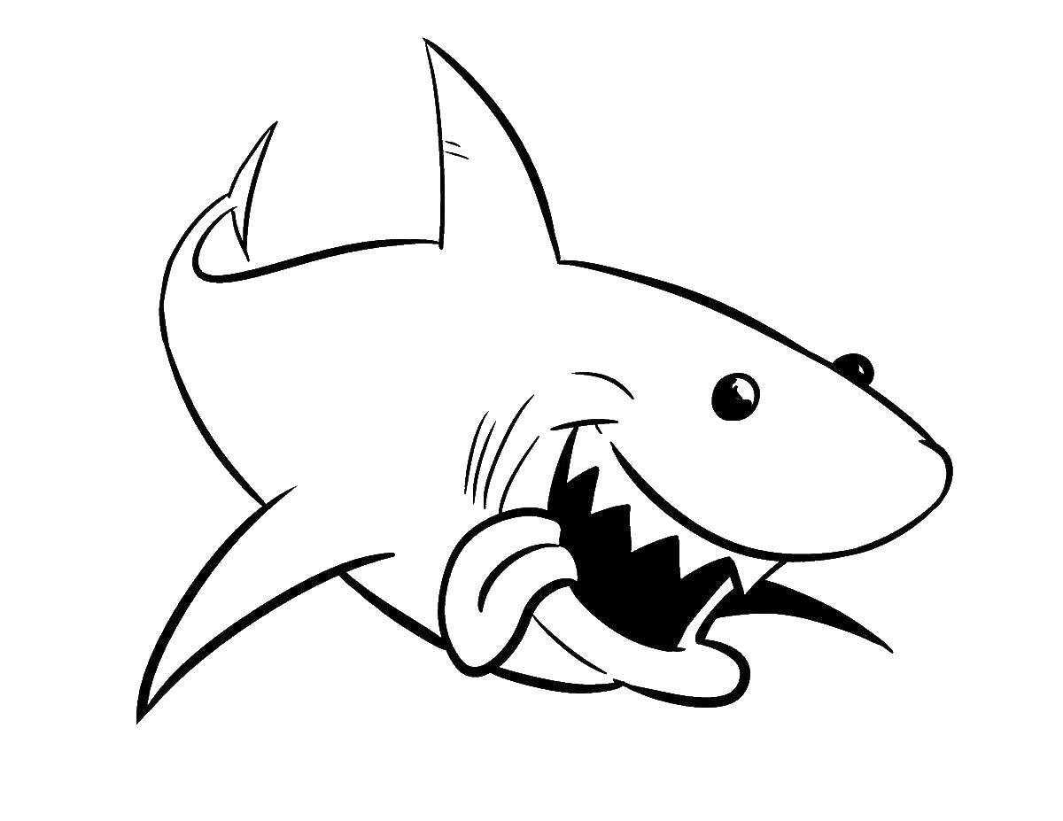   Веселая акула
