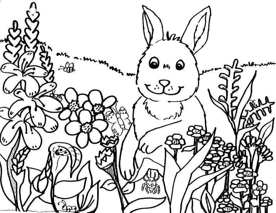Раскраски зайцы, зайчиха, зайчонок  Заяц гуляет среди цветов
