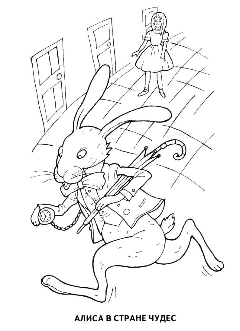Раскраски зайцы  Алиса встретила зайца