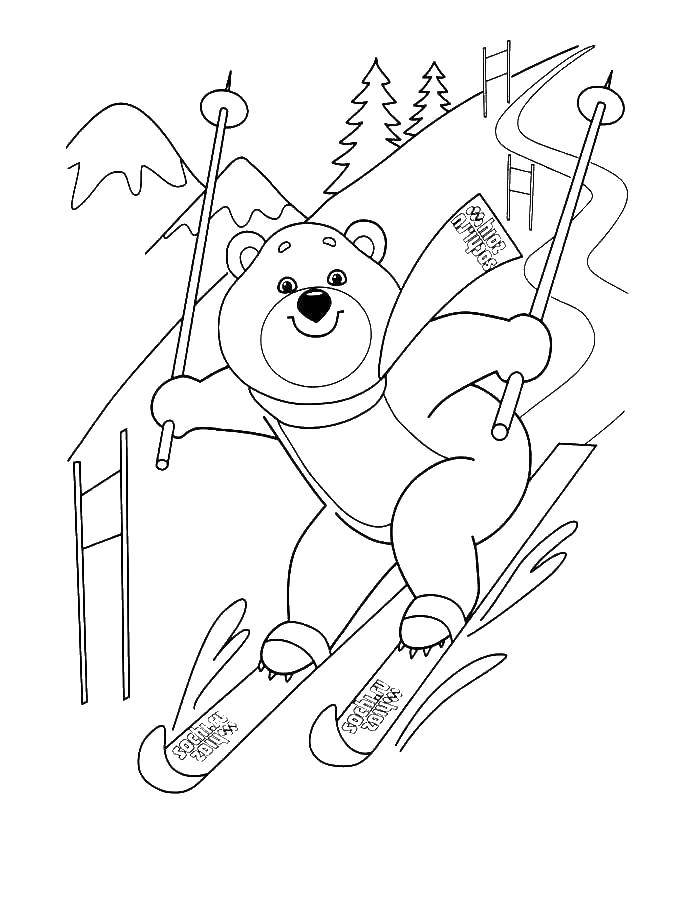 Раскраски медведь, медведица, медвежонок  Медведь на лыжах