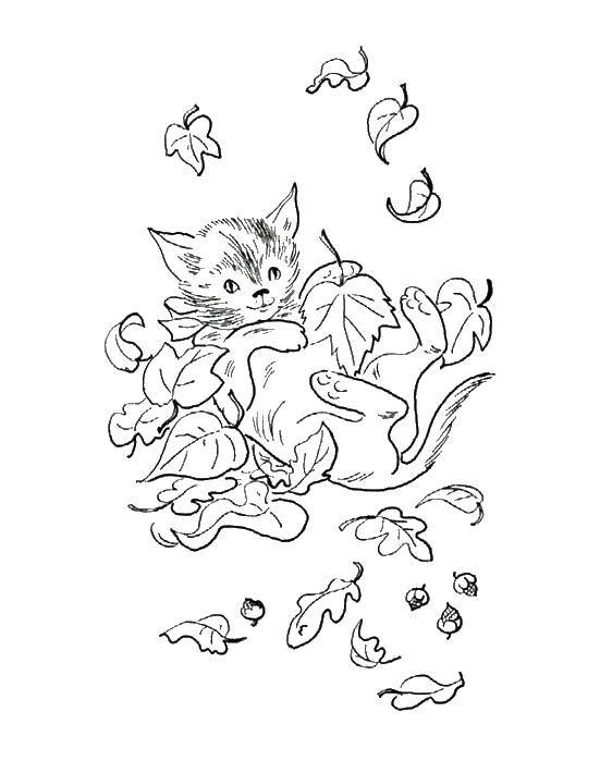   Кошка играет с листьями
