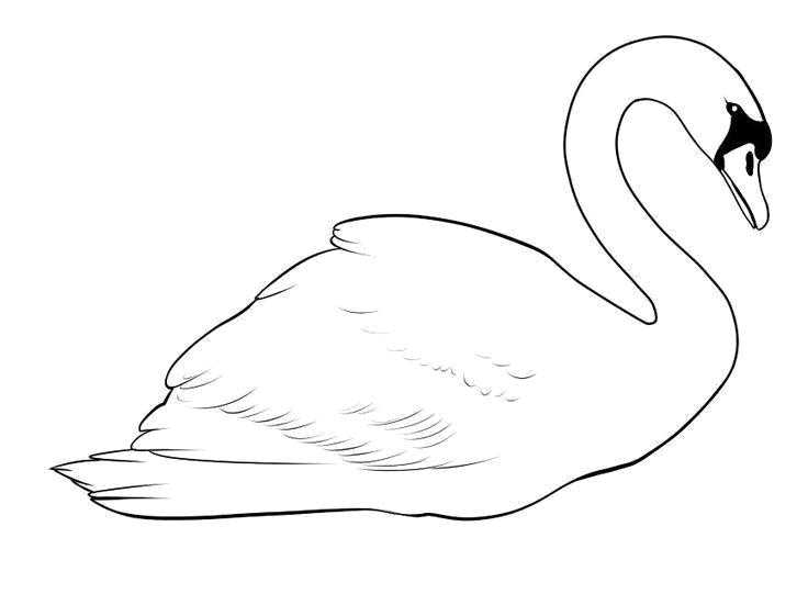 Раскраска лебедь  Лебедь