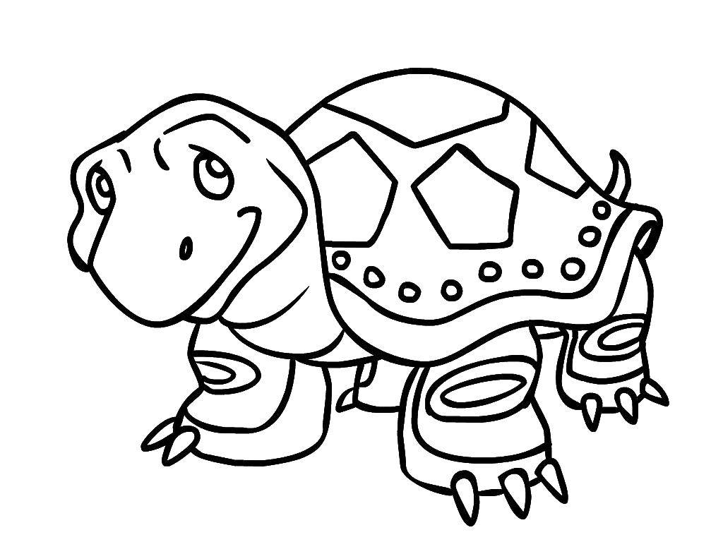 Раскраски черепаха  Черепашка