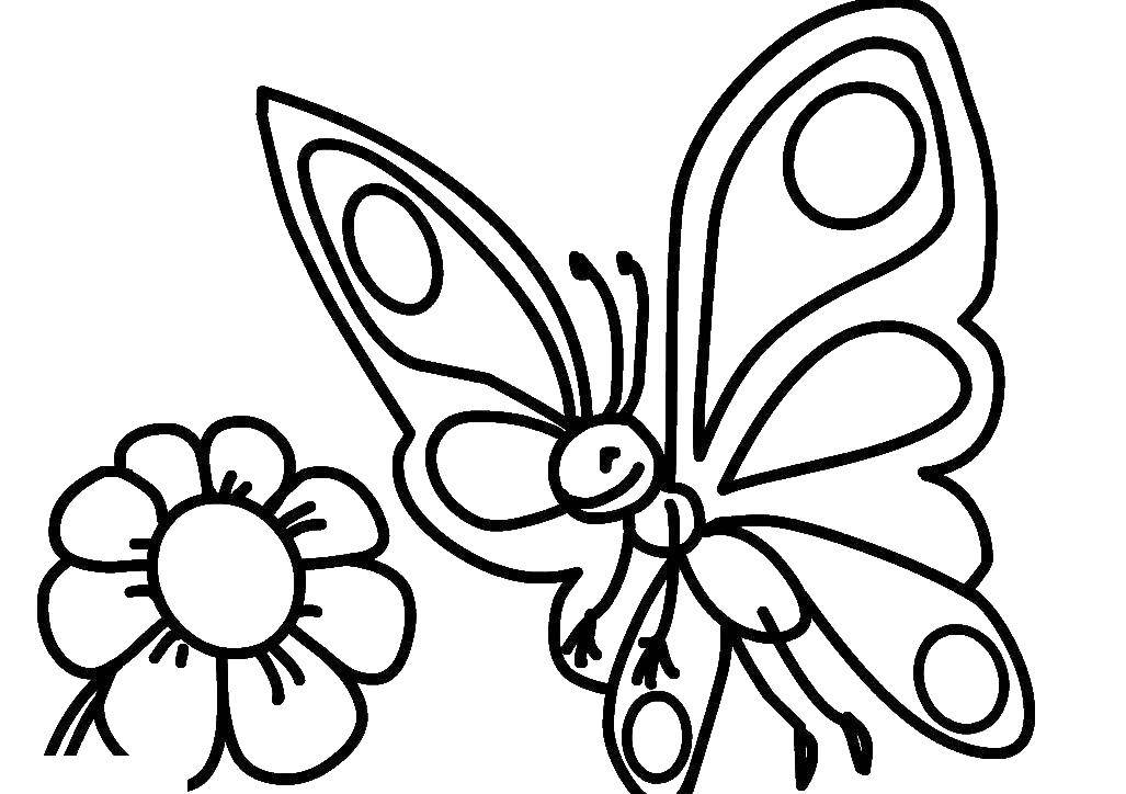   Бабочка на цветочках