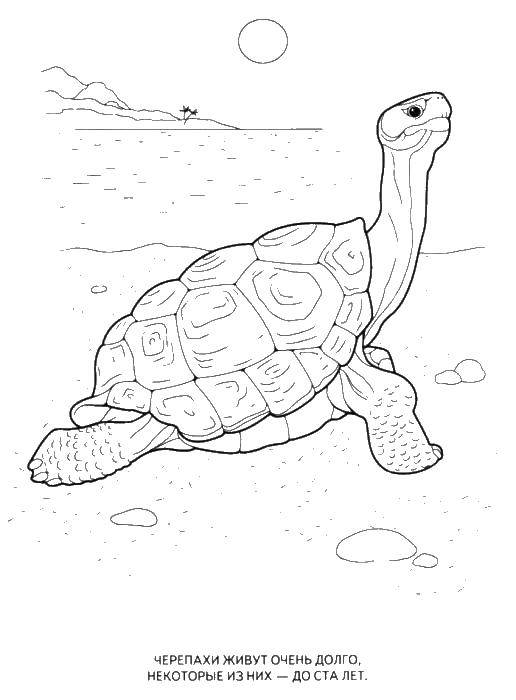 Раскраски черепаха  Черепахи живут до ста лет
