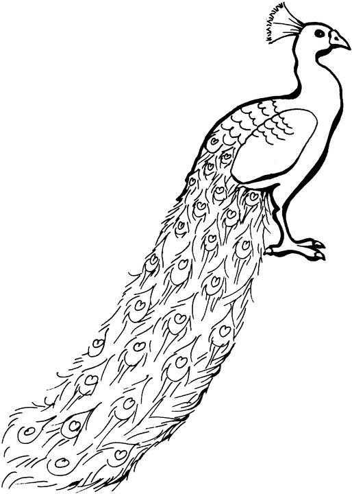 Раскраски домашние птицы павлин, птицы зоопарка павлины  Павлин с длинным хвостом