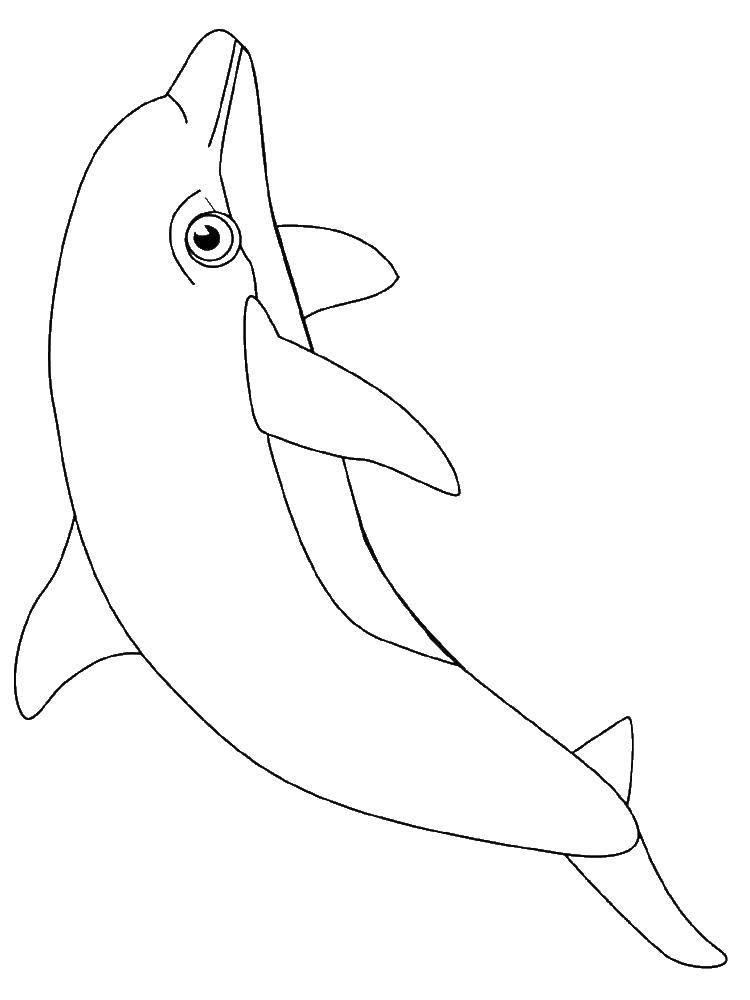   Дельфин