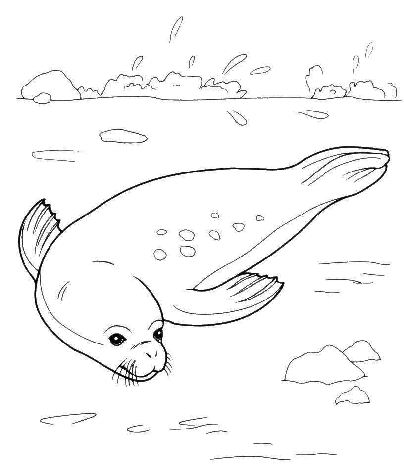   Тюлень